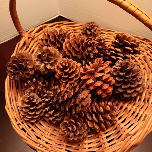 Pine Cones, Assortment of 25 for Decor Projects/Crafts, Natural, Most 4" or less - Picture 2 of 2
